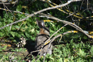 Isolated wild rabbit hiding in the undergrowth