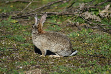 Naklejka na ściany i meble Wild rabbit sitting in the middle of the field