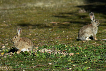 Obraz premium A pair of wild rabbits warming themselves under a winter sun