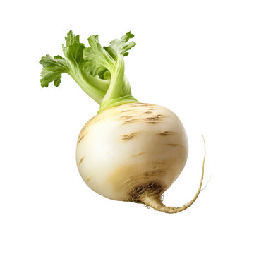recommend clip art: Turnip clip art