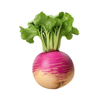 recommend clip art: Turnip clip art