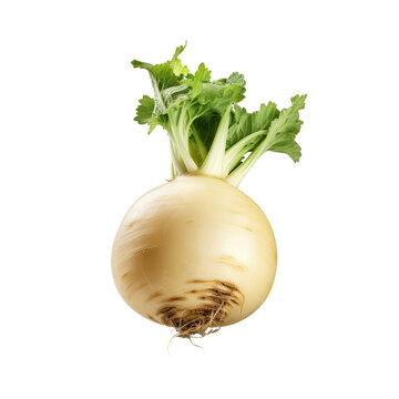 recommend clip art: Turnip clip art