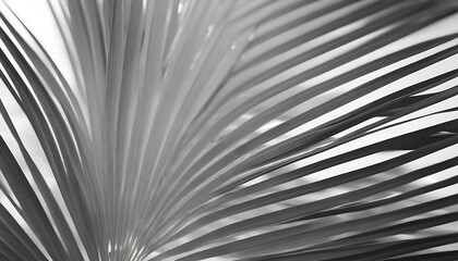 Fototapeta premium Soft focus gray grain texture black and white refraction wall . Light and shadow smoke abstract copy space background. Palm leaf.