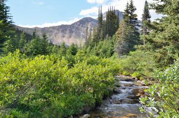 Mountain Creek near Pipestone Mountain Alberta