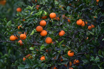 Close-up footage of orange tree with fruits on it