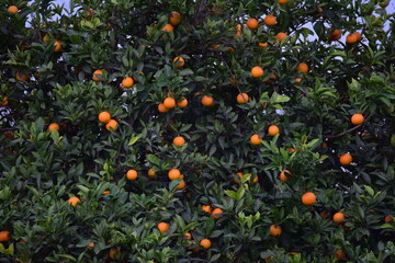 Close-up footage of orange tree with fruits on it