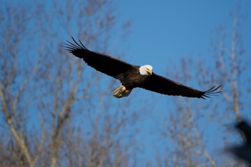 american bald eagle