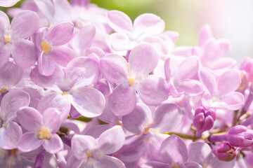 Naklejka na ściany i meble lilac flowers on a spring day
