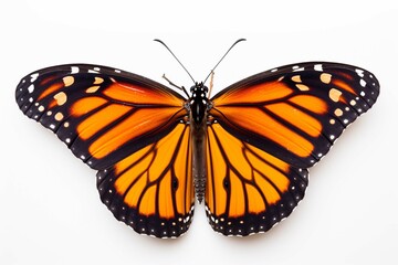 
Beautiful monarch butterfly isolated on a white background photography