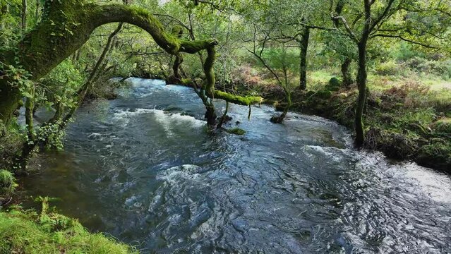 Drone of a flowing River in Tropical Forest of Carballeira Municipal de Baio, Spain