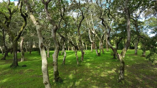 View of Exotic Forest with Woods in Fresh Green Grass in Carballeira Municipal de Baio, Spain