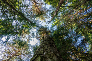 Fototapeta premium The deep green forest in all its beauty, the sunlight within