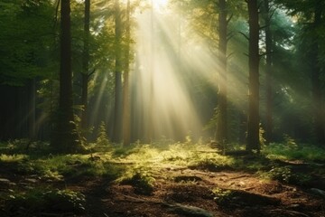 Fototapeta na wymiar Sunlight illuminates dense forest