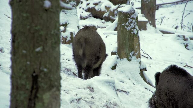 Two wild boars, Sus scrofa, in winter, looking for food in the snow. Old forest habitat. A wild boar digs snow with its snout. On a deep snow, cold winter morning, wild animals footage.