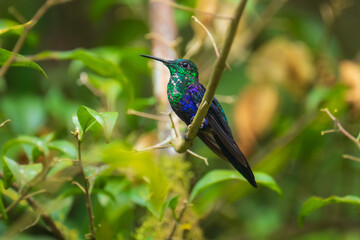 Green Crowned Woodnymph - Thalurania colombica hummingbird family Trochilidae, found in Belize and Guatemala to Peru, blue and green shiny bird flying on the colorful flowers background.