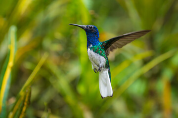 Beautiful White-necked Jacobin hummingbird, Florisuga mellivora, hovering in the air with green and yellow background. Best humminbird of Ecuador.