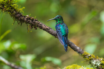Best hummingbird in Ecuador, Costa Rica. Wildlife scene from nature. Birdwatching in South America, Trinidad, Tobago, Panama.