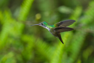  The Andean emerald (Uranomitra franciae), hummingbird, green and white bird found at forest edge, woodland, gardens and scrub in the Andes of Colombia, Ecuador.