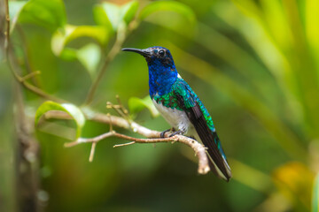 Beautiful White-necked Jacobin hummingbird, Florisuga mellivora, hovering in the air with green and yellow background. Best humminbird of Ecuador.