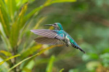 Beautiful Female White-necked Jacobin hummingbird, Florisuga mellivora, hovering in the air with green and yellow background. Best humminbird of Ecuador.