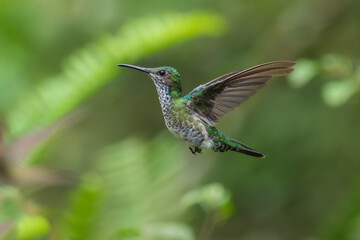 Beautiful Female White-necked Jacobin hummingbird, Florisuga mellivora, hovering in the air with...