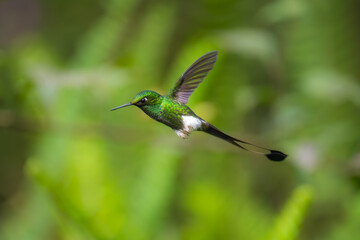 White-booted Racket-tail - Ocreatus underwoodii, green bird of hummingbird in the brilliants,  long tail with two flags. 4K resolution, best of Ecuador © Miroslav Srb