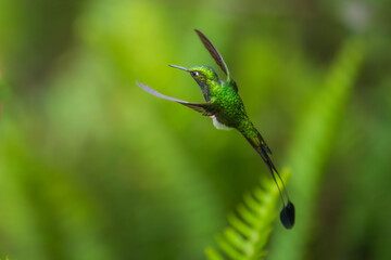 White-booted Racket-tail - Ocreatus underwoodii, green bird of hummingbird in the brilliants,  long tail with two flags. 4K resolution, best of Ecuador
