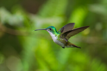  The Andean emerald (Uranomitra franciae), hummingbird, green and white bird found at forest edge, woodland, gardens and scrub in the Andes of Colombia, Ecuador.
