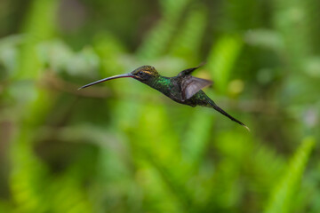 Beautiful White-whiskered Hermit,  Phaethornis yaruqui hummingbird,  hovering in the air with green and yellow background. Best humminbird of Ecuador. 4K resolution
