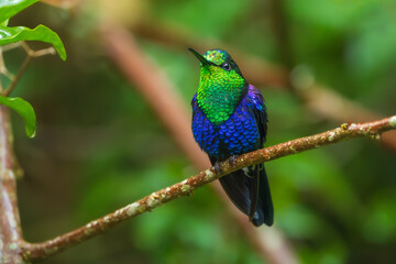 Green Crowned Woodnymph - Thalurania colombica hummingbird family Trochilidae, found in Belize and Guatemala to Peru, blue and green shiny bird flying on the colorful flowers background.