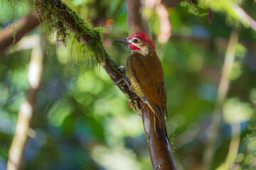 Golden-olive Woodpecker – Colaptes rubiginosus in Ecuador forest
