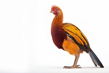 Fototapeta premium rooster isolated on white background