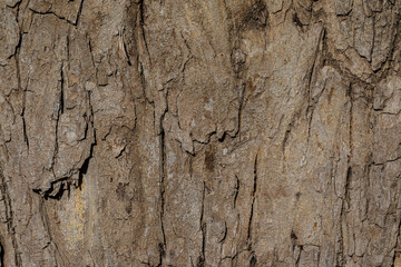 bark of a tree close up