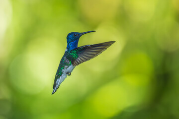 Beautiful White-necked Jacobin hummingbird, Florisuga mellivora, hovering in the air with green and...