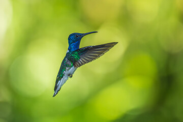 Beautiful White-necked Jacobin hummingbird, Florisuga mellivora, hovering in the air with green and yellow background. Best humminbird of Ecuador.