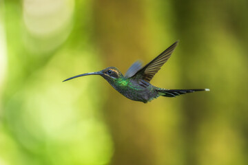 Beautiful White-whiskered Hermit,  Phaethornis yaruqui hummingbird,  hovering in the air with green...