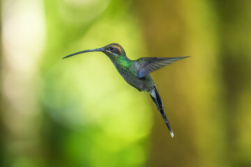 Beautiful White-whiskered Hermit,  Phaethornis yaruqui hummingbird,  hovering in the air with green and yellow background. Best humminbird of Ecuador. 4K resolution