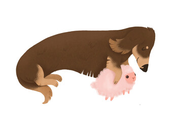 Dachshund puppy cuddling a sheep