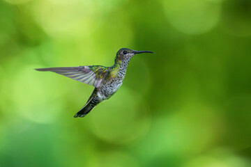 Beautiful Female White-necked Jacobin hummingbird, Florisuga mellivora, hovering in the air with...