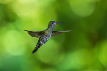 Beautiful Female White-necked Jacobin hummingbird, Florisuga mellivora, hovering in the air with...