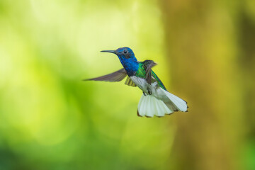 Beautiful White-necked Jacobin hummingbird, Florisuga mellivora, hovering in the air with green and...