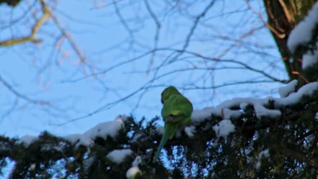 Green parakeet or ring-necked parakeet in wintertime as invasive species conquers europe and survives even snowy winter season as hungry bird with intelligence and adaptive behaviour and red beak pest