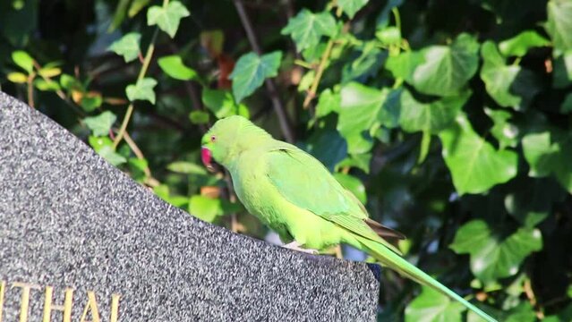 Green parakeet or ring-necked parakeet in wintertime as invasive species conquers europe and survives even snowy winter season as hungry bird with intelligence and adaptive behaviour and red beak pest