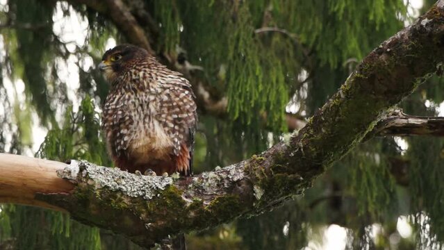 New Zealand falcon perched in a rimu tree