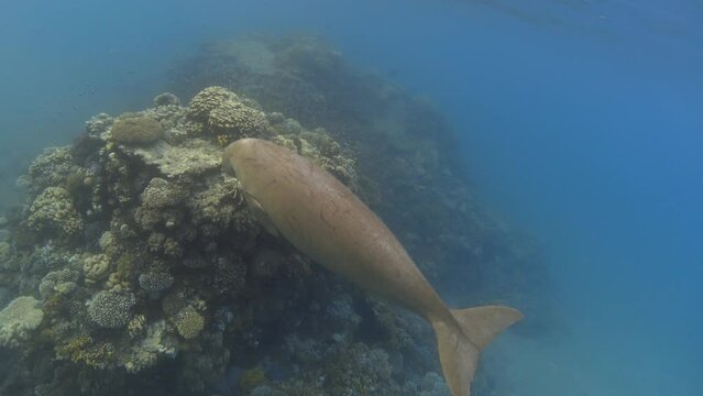 Dugong swims and rolls over near a coral reef. Sea cow