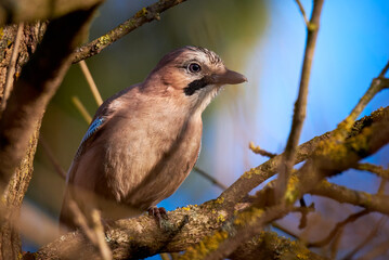 Eurasian jay bird sitting on a branch ( Garrulus glandarius )