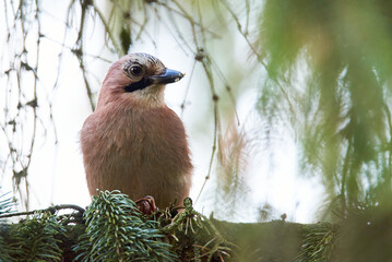 Eurasian jay bird sitting on a branch ( Garrulus glandarius )