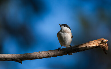 Marsh Tit, Poecile montanus, single bird on branch, blue background
