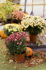 Bright chrysanthemum in flowerpots outdoors