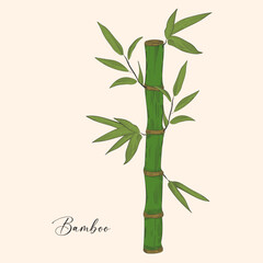 Bamboo vector element for logo, packaging, design. Hand drawing in vintage style.
